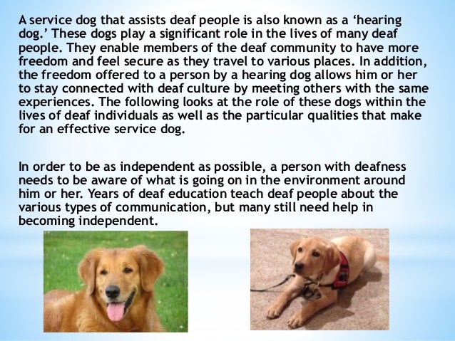 service dog for hearing impaired service dog for hearing impaired
